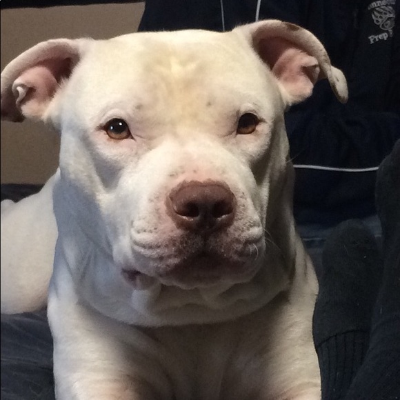 Meet your Posher, Tom - Picture 1 of 1